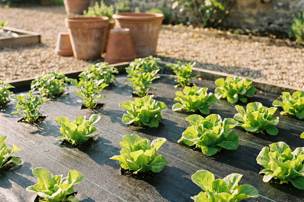 Brumeaux — Jardin Français